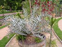Encephalartos Horribus (fam Cycadacees) (Afrique du sud) (01) (Photo F. Mrugala)